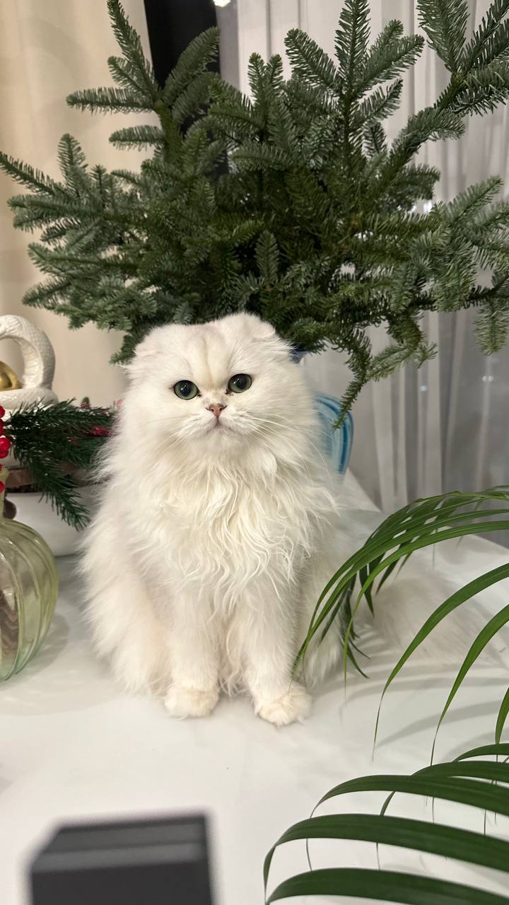 Жемчужина